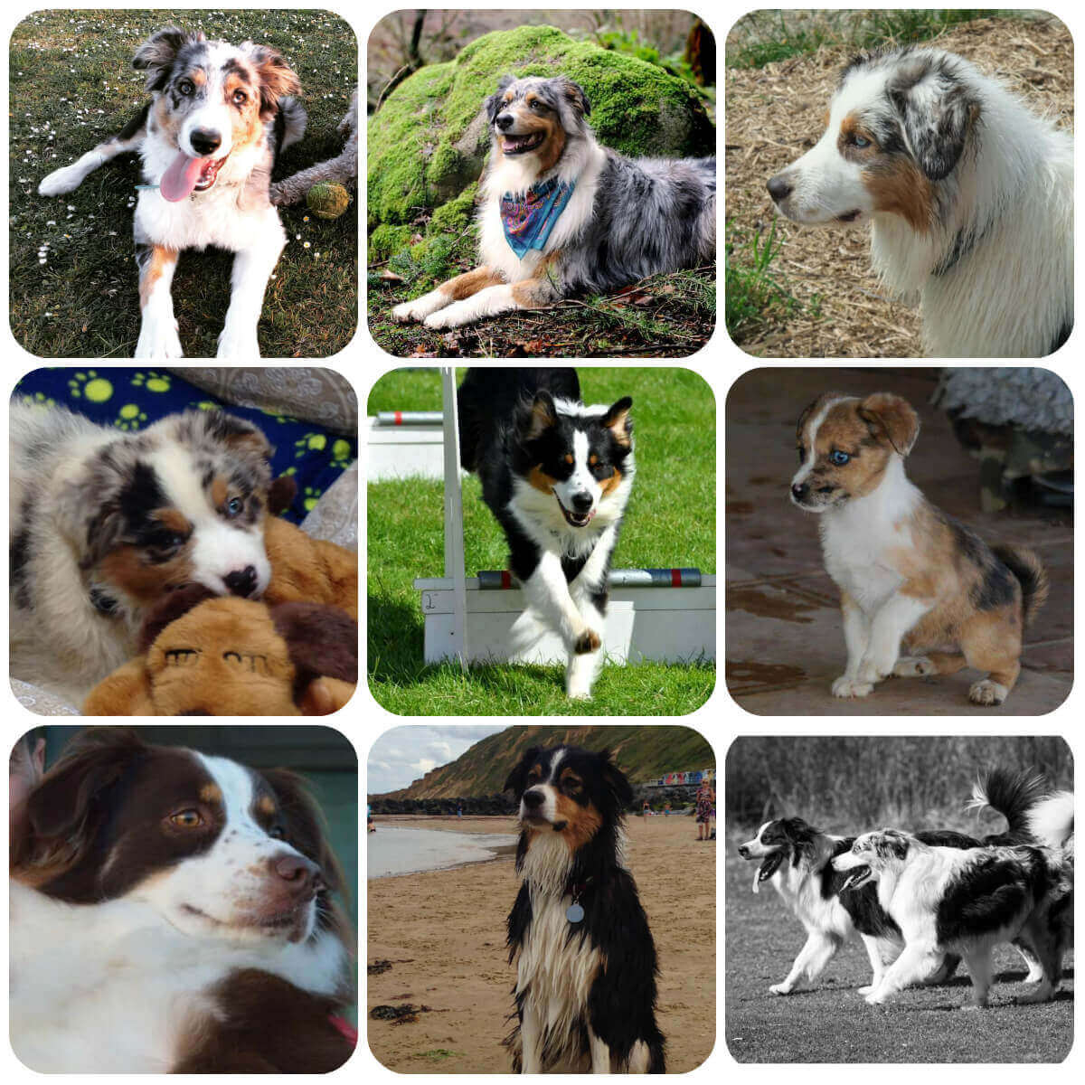 australian shepherd youtube tricks australian shepherd borrowmydoggy leaving pawprints of happiness australian shepherd youtube tricks australian shepherd borrowmydoggy leaving pawprints of happiness