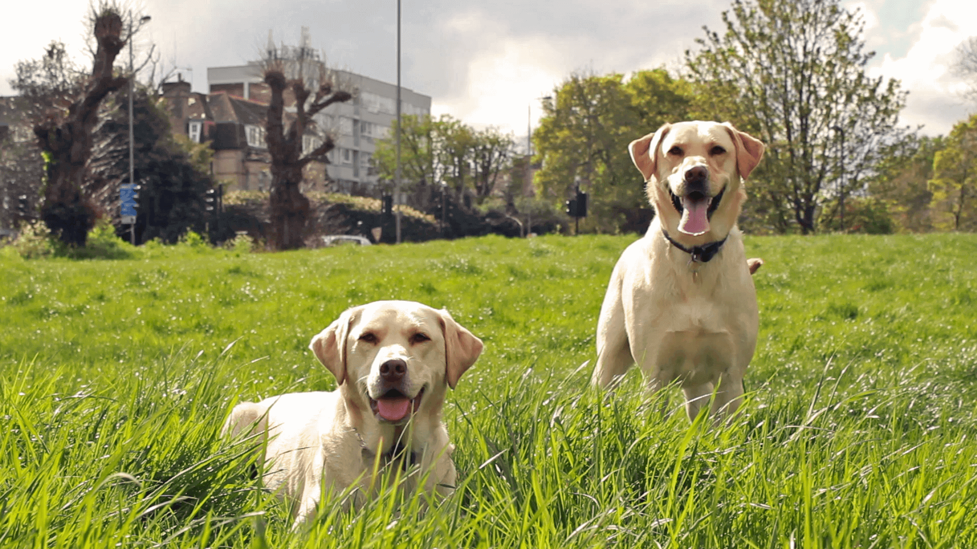 Affordable Dog Sitting in Nottingham BorrowMyDoggy Leaving Pawprints of Happiness