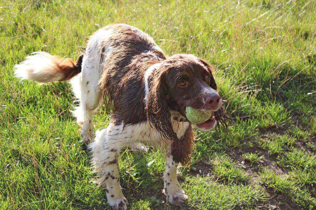 how does it take for puppies to walk great places to walk your in suffolk borrowmydoggy leaving pawprints of happiness how does it take for puppies to walk great places to walk your in suffolk borrowmydoggy leaving pawprints of happiness